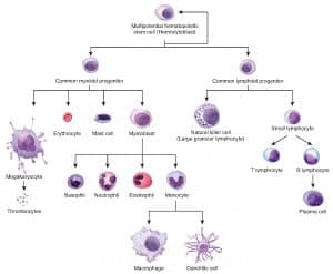 Acute Myeloid Leukaemia - Introduction - TeachMePaediatrics