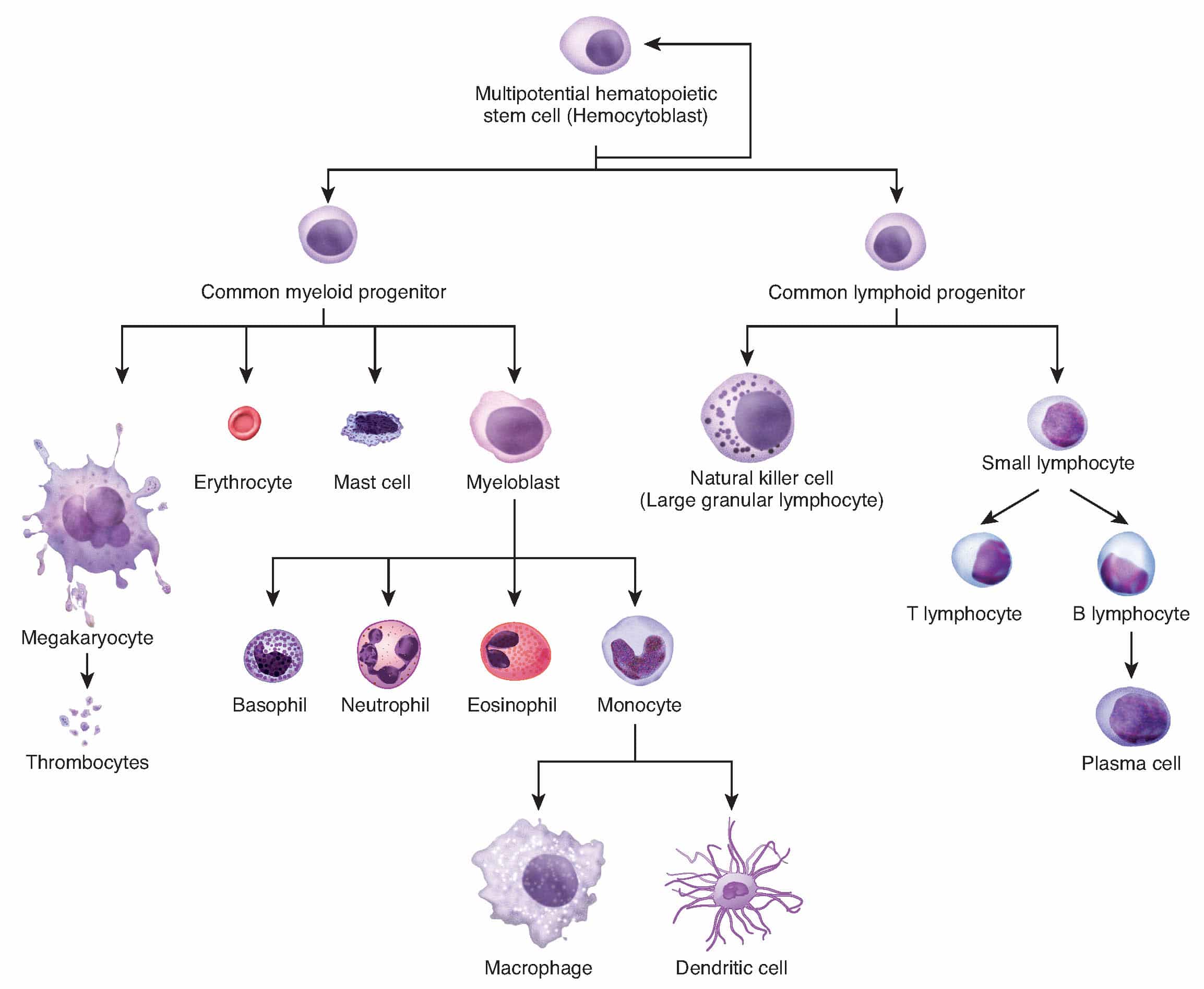 Image to show pathways of lymphoid and myeloid stem cells. Myeloid stem cells are affected in acute myeloid leukaemia.