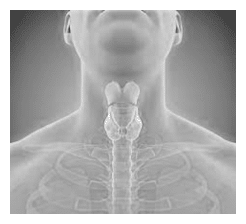 Diagram of where the thyroid gland is located